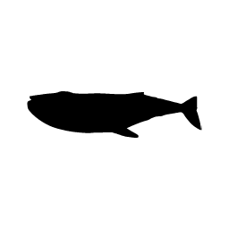 Humpback Whale word art template